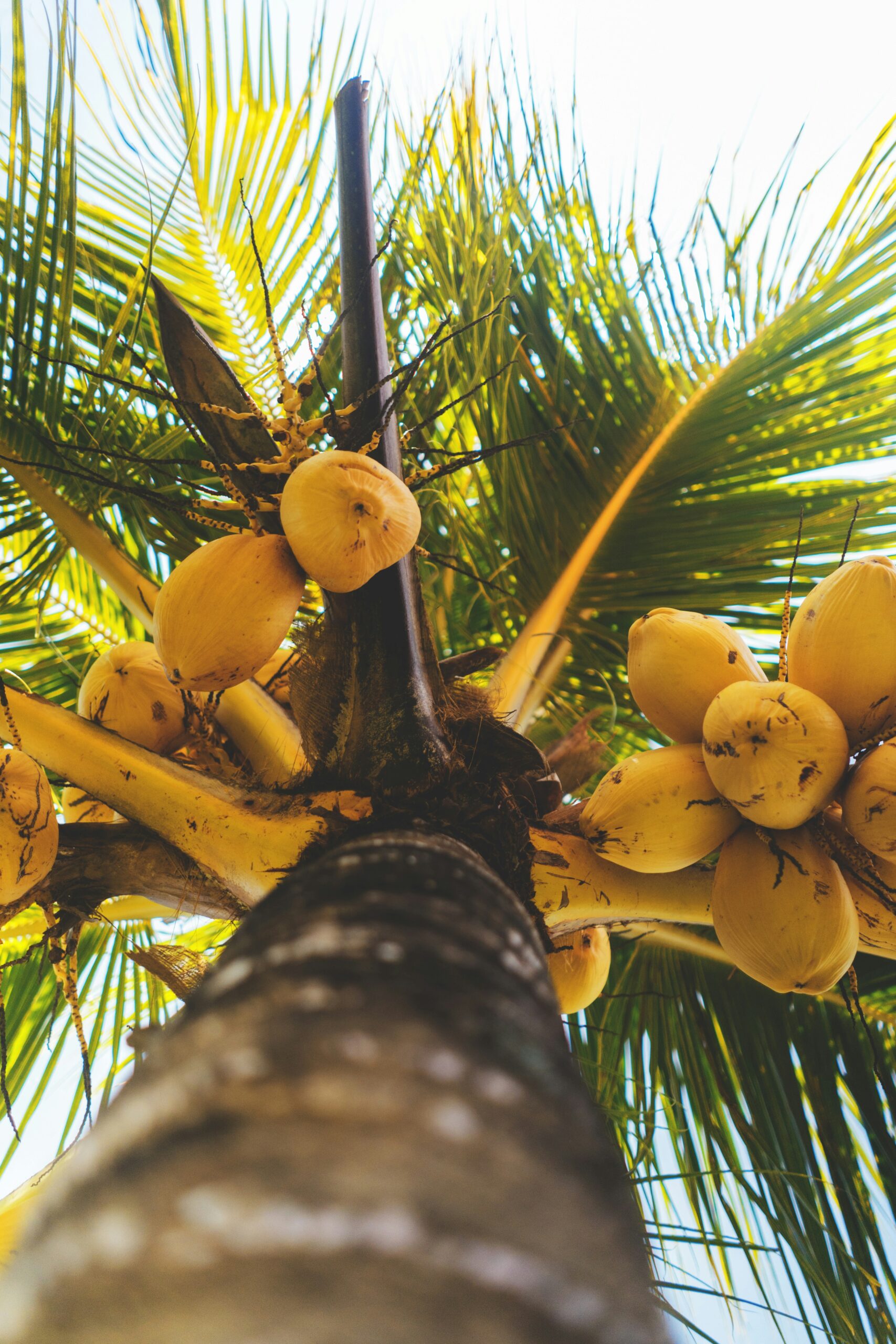 playas del coco long-term rentals